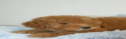 Caniche Toy perros en venta: CANICHE TOY APRICOT  - Anuncio 6