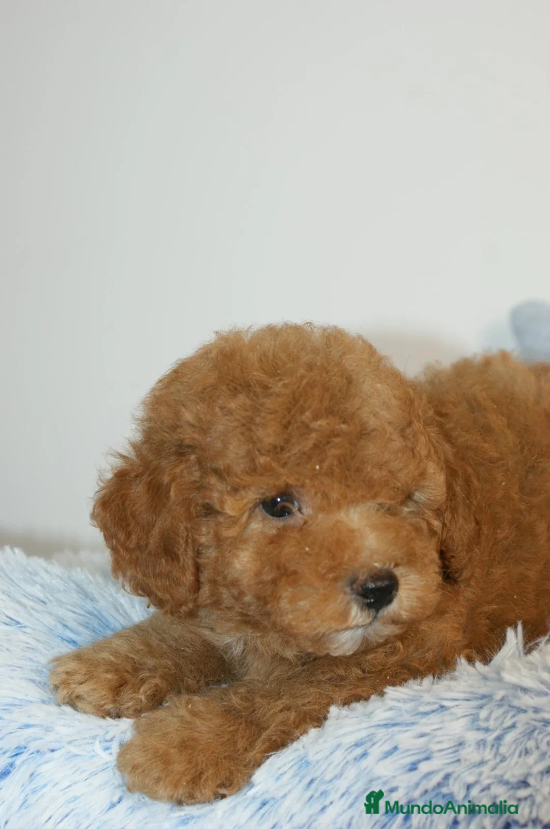Caniche Toy perros en venta: CANICHE TOY APRICOT  - Anuncio 6