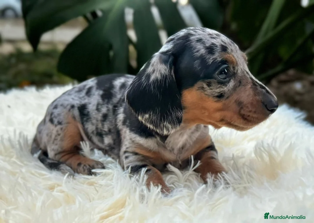 Teckel Miniatura perros en venta: TECKEL MINI TODA ESPAÑA  - Anuncio 7