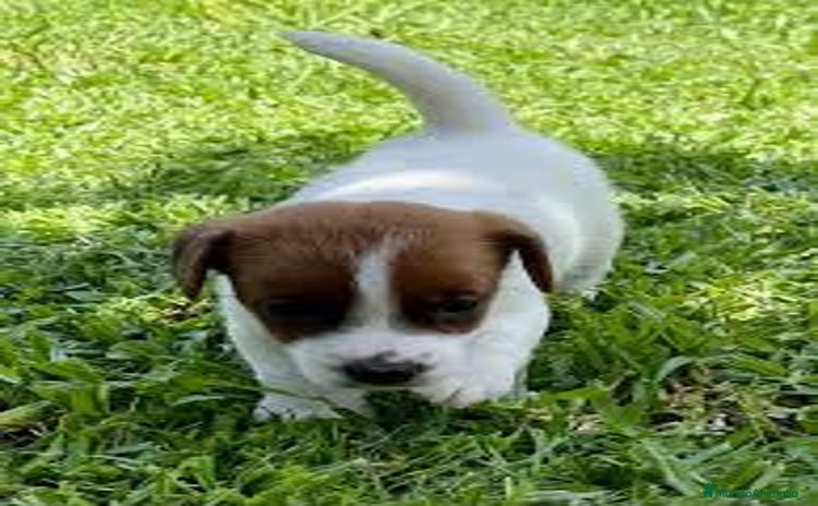 Jack Russell Terrier perros - Propaganda 4