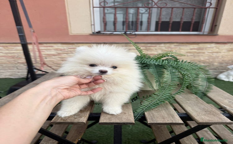 Pomerania perros - Anuncio 3