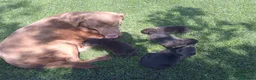Labrador Retriever perros en venta: Labrador negro - Anuncio 6