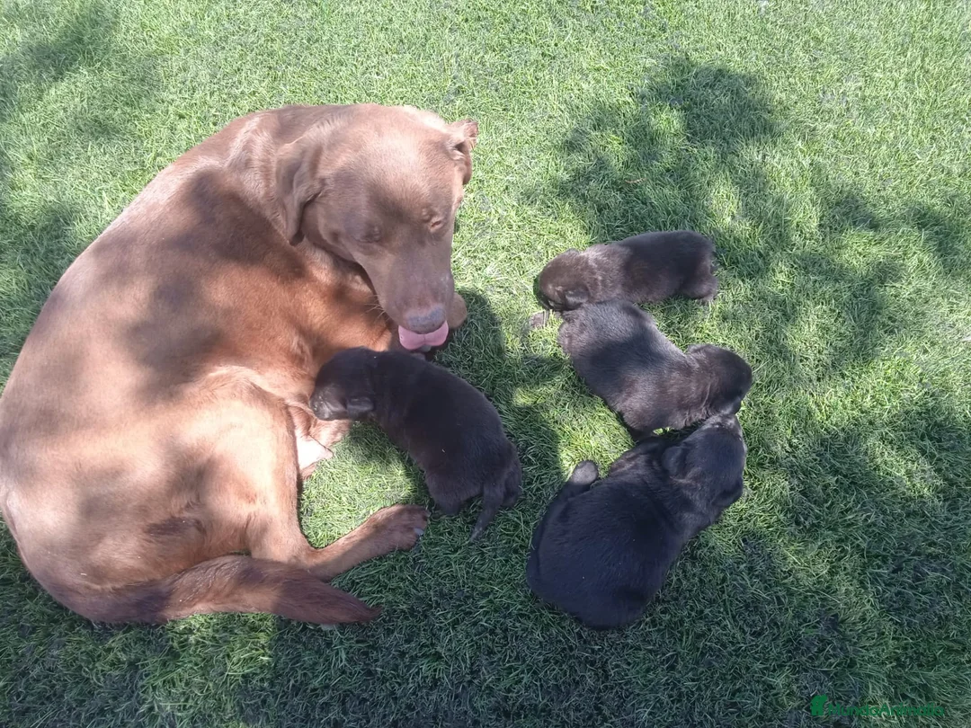 Labrador Retriever perros en venta: Labrador negro - Anuncio 6
