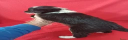 Border Collie perros en venta:  Border Collie Blanco y Negro  - Anuncio 4