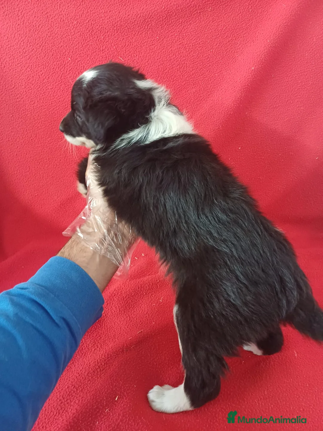 Border Collie perros en venta:  Border Collie Blanco y Negro  - Anuncio 4