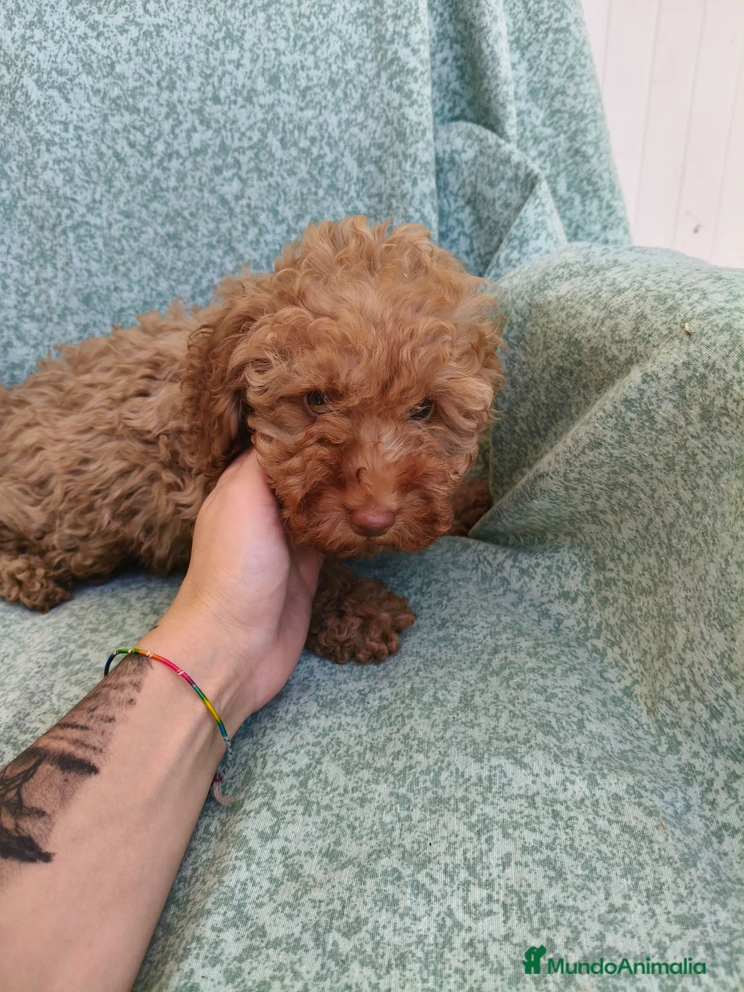Caniche Toy perros en venta: Caniche toy - Anuncio 2