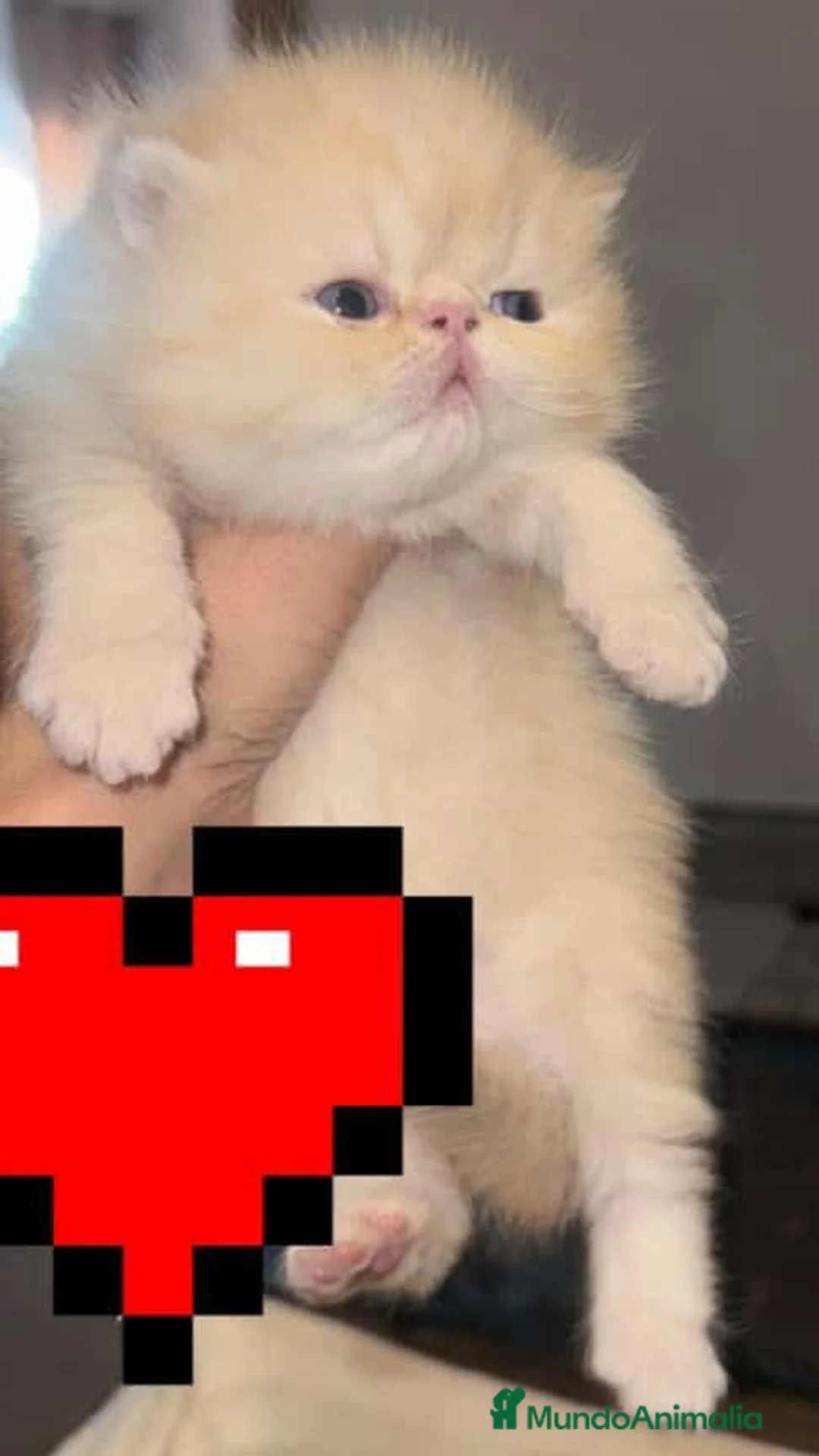 Himalayo gatos en venta: Persa himalayo exótico  - Anuncio 1