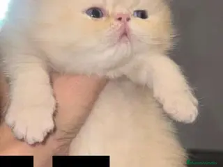 Himalayo gatos Persa himalayo exótico - Anuncio 1
