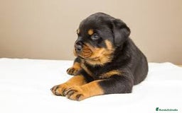 Rottweiler perros en venta: ROTTWEILER CACHORROS  631 67 03 85 - Imagen 2