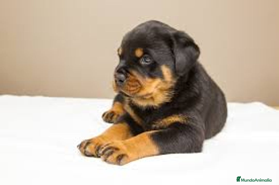 Rottweiler perros en venta: ROTTWEILER CACHORROS  631 67 03 85 - Imagen 2