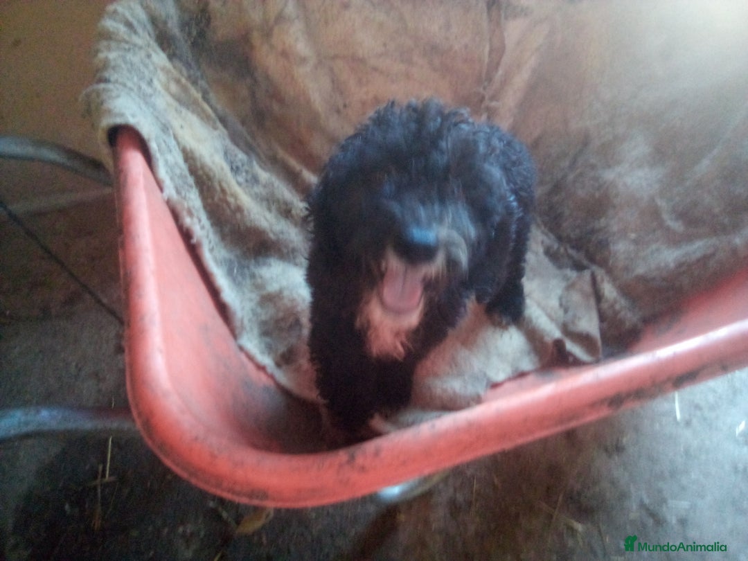 Perro de Agua Español perros en venta: Cachorro PDAE - Imagen 4