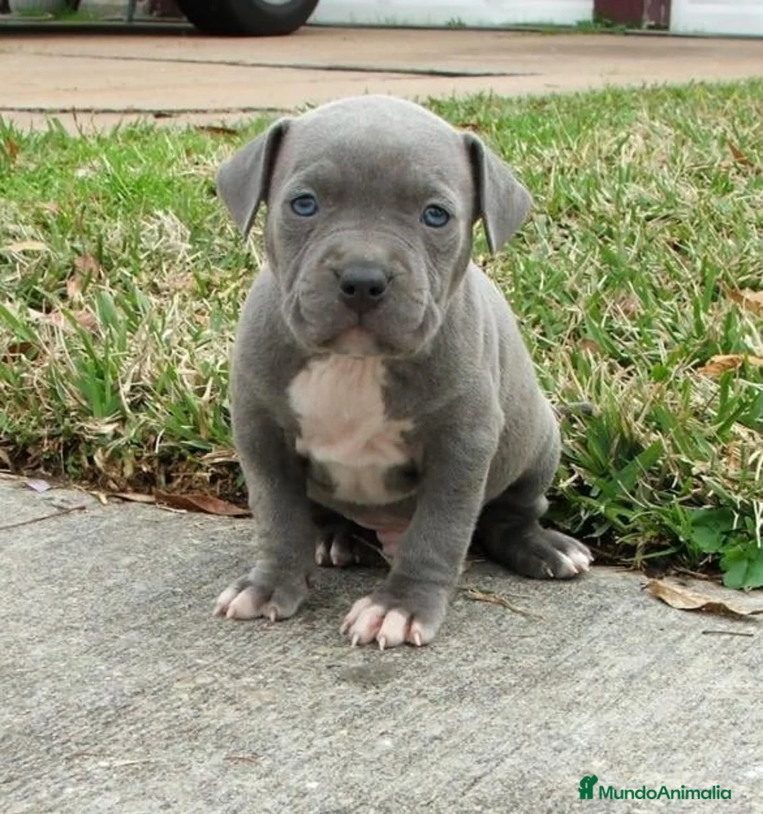 American Staffordshire-Terrier perros en venta: AMERICAN STAFFORD BLUE OJOS AZULES DE GRAN CALIDAD en Sevilla - Anuncio 4