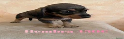 Teckel Miniatura perros en venta: Impresionantes teckel mini  - Anuncio 4