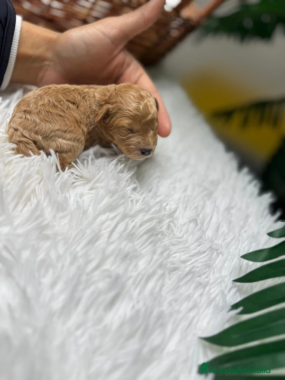 Caniche Toy perros en venta: CANICHE TOY - Anuncio 2