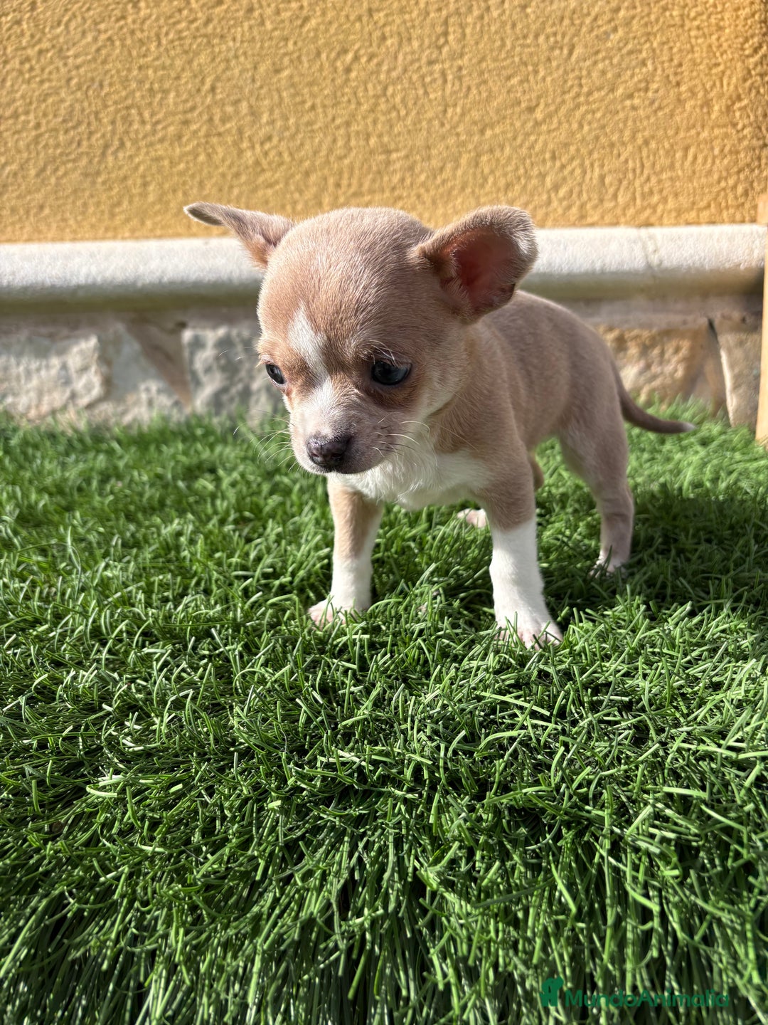 Chihuahua perros en venta: Chihuahua macho marrón blue ojos azules - Anuncio 23