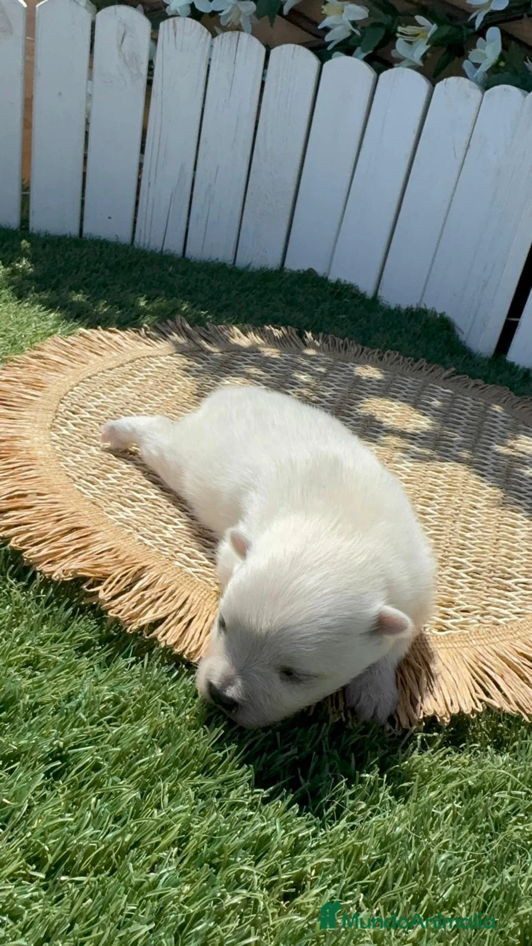 Pomerania perros en venta: POMERANIA 💙 - Anuncio 2