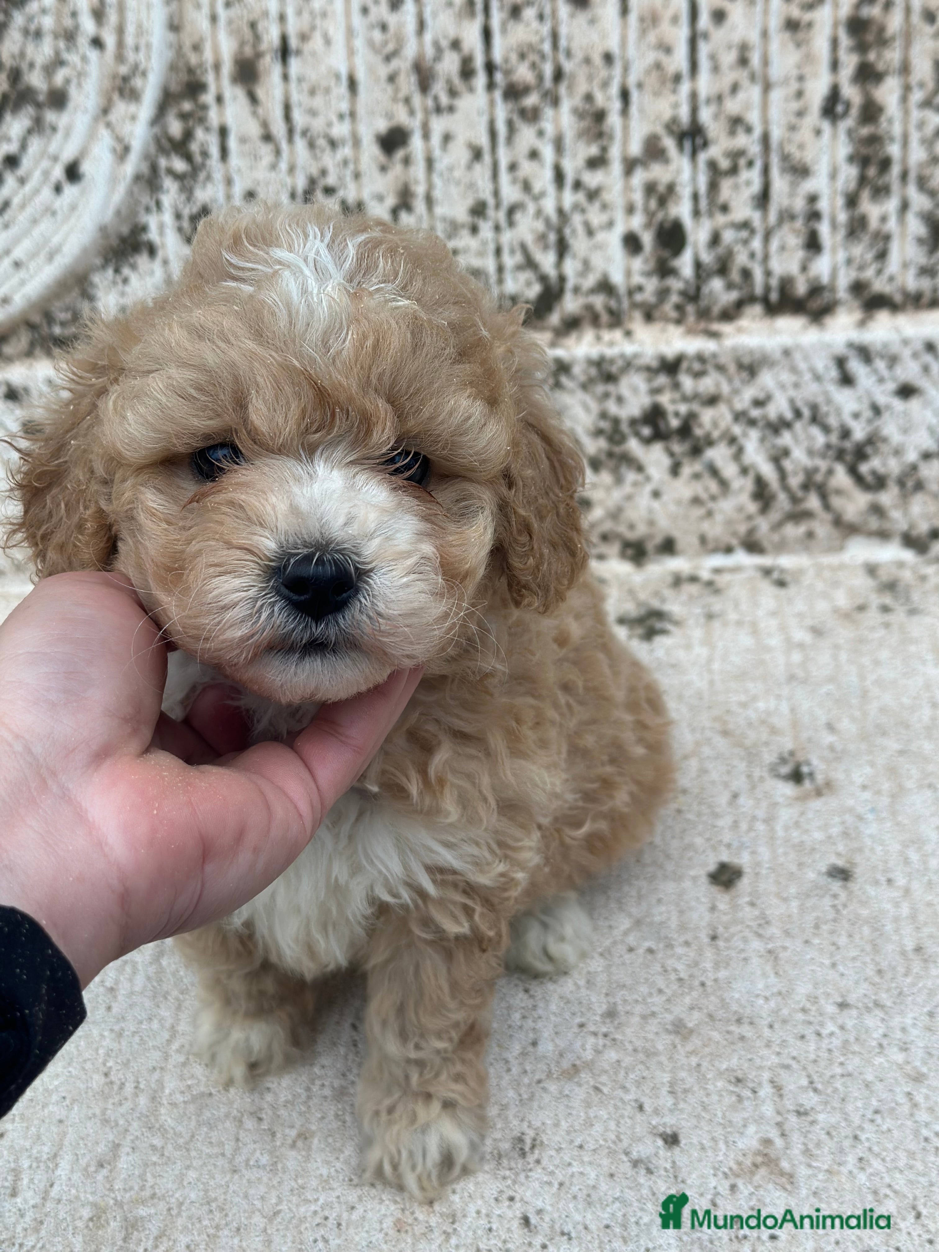 Maltipoo perros MALTIPOO MACHO DISPONIBLE! en Barcelona - Anuncio 12