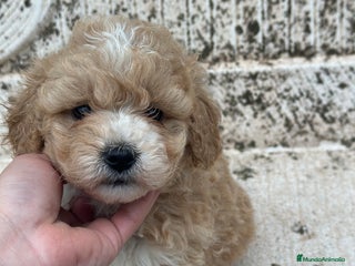 Maltipoo perros en Barcelona - Anuncio 15