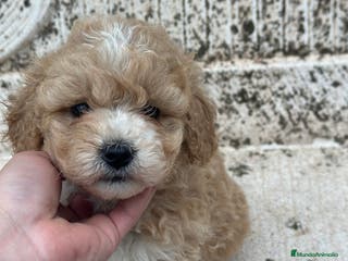 Maltipoo perros MALTIPOO MACHO DISPONIBLE! en Barcelona - Anuncio 8