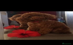 Caniche Toy perros en venta: EJEMPLARES DE CANICHE TOY  - Imagen 1