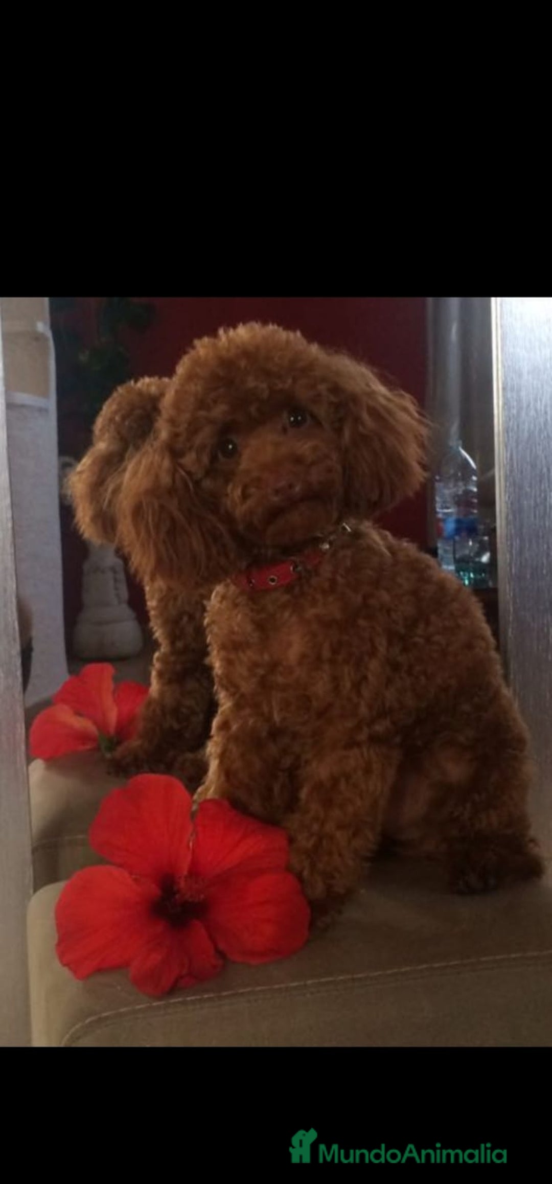 Caniche Toy perros en venta: EJEMPLARES DE CANICHE TOY  - Imagen 1