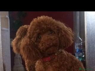 Caniche Toy perros - Anuncio 6