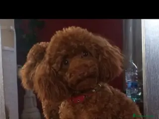 Caniche Toy perros EJEMPLARES DE CANICHE TOY - Anuncio 21