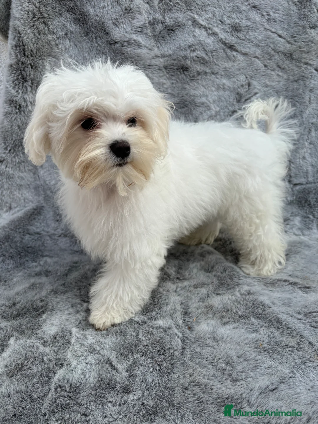 Maltipoo perros en venta: Maltipoo - Anuncio 2