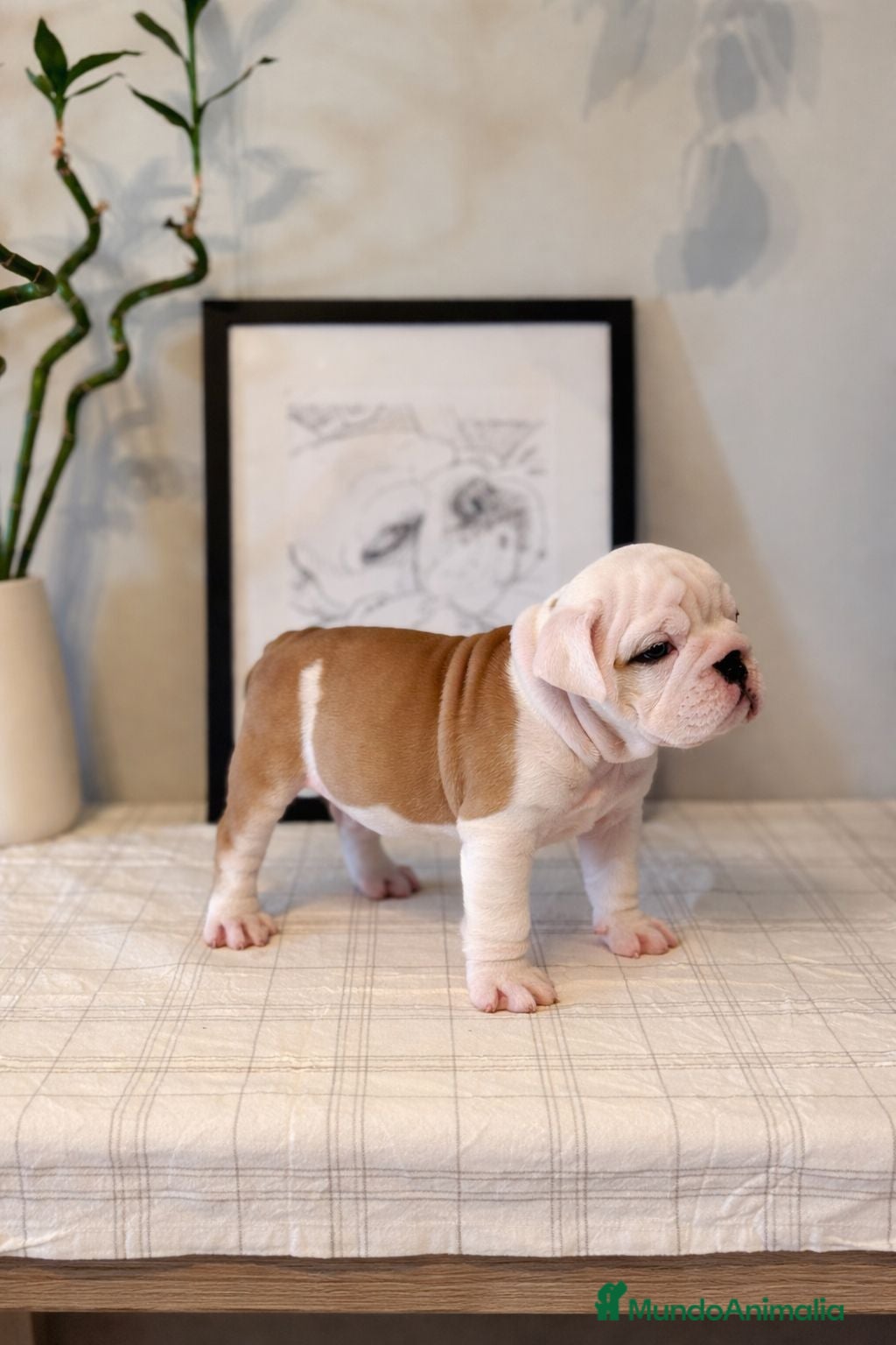 Bulldog Inglés perros Bulldog ingles calidad  - Anuncio 2