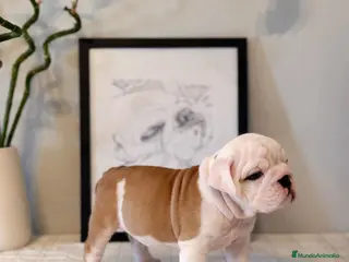 Bulldog Inglés perros Bulldog ingles calidad - Anuncio 2
