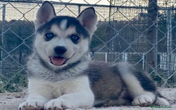Husky Siberiano perros en venta: Husky siberiano  - Imagen 1