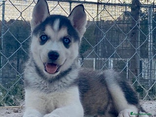 Husky Siberiano perros - Anuncio 1
