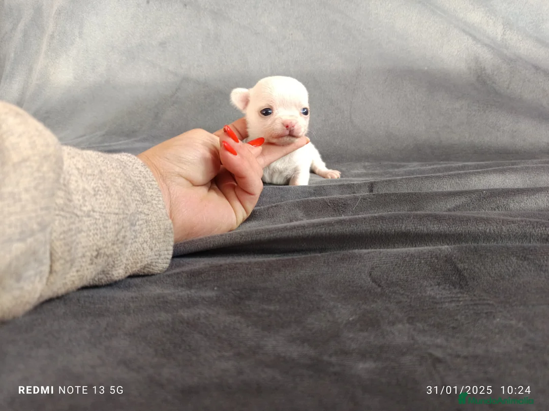 Chihuahua perros en venta: Chihuahua de bolsillo en Badajoz - Anuncio 2