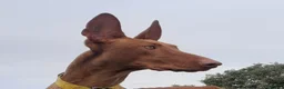 Podenco Canario perros en venta: PODENCOS CANARIOS de selección  - Anuncio 1