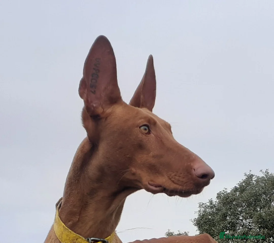 Podenco Canario perros en venta: PODENCOS CANARIOS de selección  - Anuncio 1