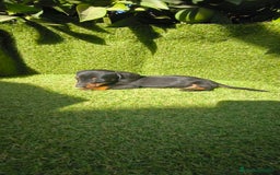 Teckel Miniatura perros en venta: camada teckel canichen muy pequeños  - Imagen 3