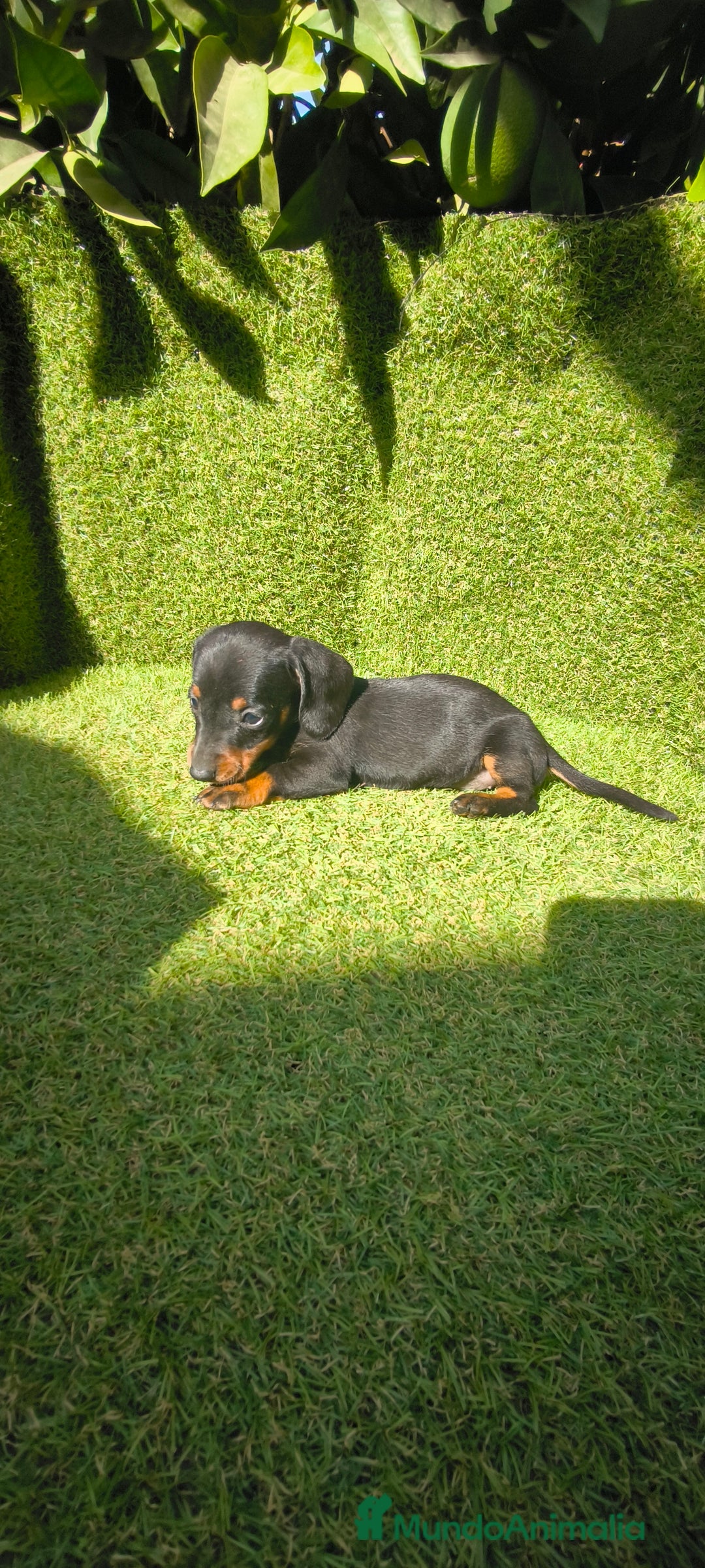 Teckel Miniatura perros en venta: camada teckel canichen muy pequeños  - Imagen 3