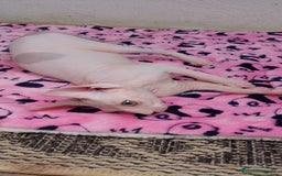 Sphynx gatos en venta: Preciosa hembrita ojos claros  - Imagen 9