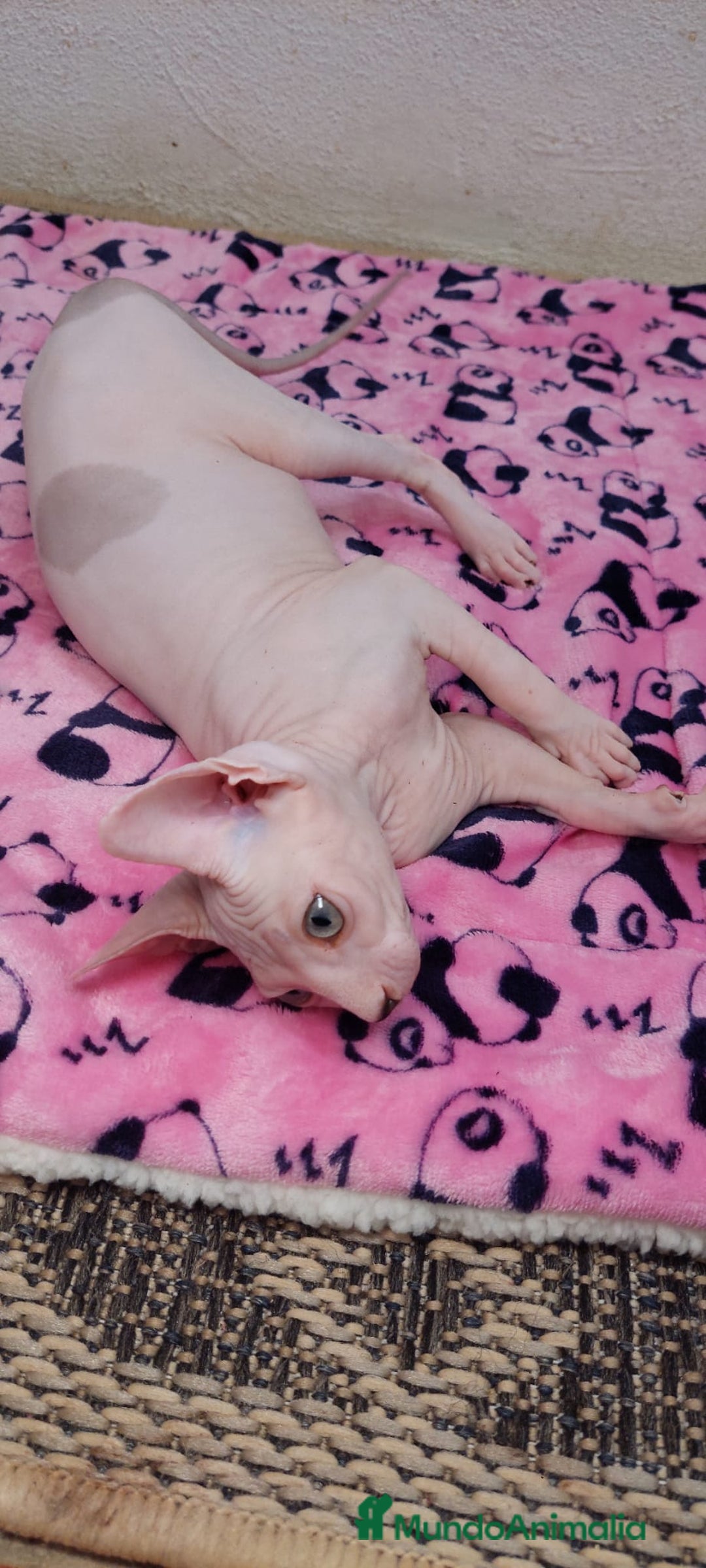 Sphynx gatos en venta: Preciosa hembrita ojos claros  - Imagen 9