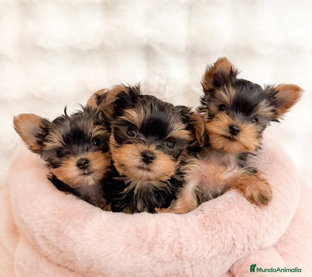 Yorkshire Terrier perros en venta: Yorkshire toy - Anuncio 5