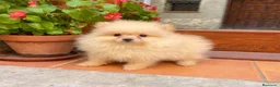 Pomerania perros en venta: 🐾✨ CAMADA DE POMERANIA DISPONIBLE – JORSANPET ✨🐾 - Anuncio 1