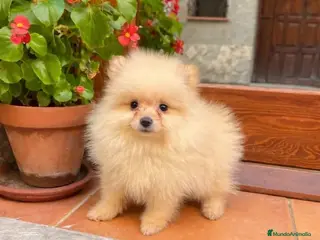Pomerania perros 🐾✨ CAMADA DE POMERANIA DISPONIBLE – JORSANPET ✨🐾 - Anuncio 15