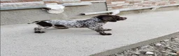 Braco Alemán de Pelo Corto perros en venta: Impresionantes Braco alemán  - Anuncio 7