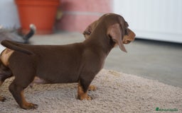 Teckel Miniatura perros en venta: 🐶 Presentamos a Cacao y Bomgo 🐶 - Imagen 5