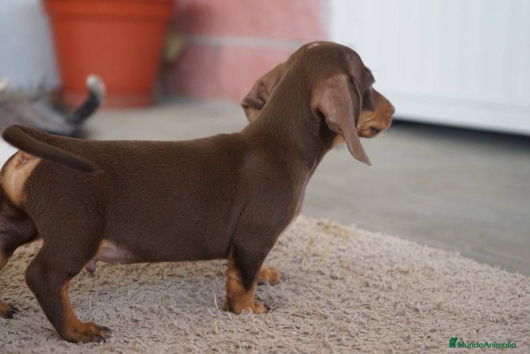 Teckel Miniatura perros en venta: 🐶 Presentamos a Cacao y Bomgo 🐶 - Imagen 5