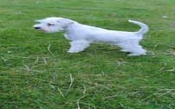 Schnauzer Miniatura perros en venta: Schnauzer Miniatura macho 5 meses - Imagen 6