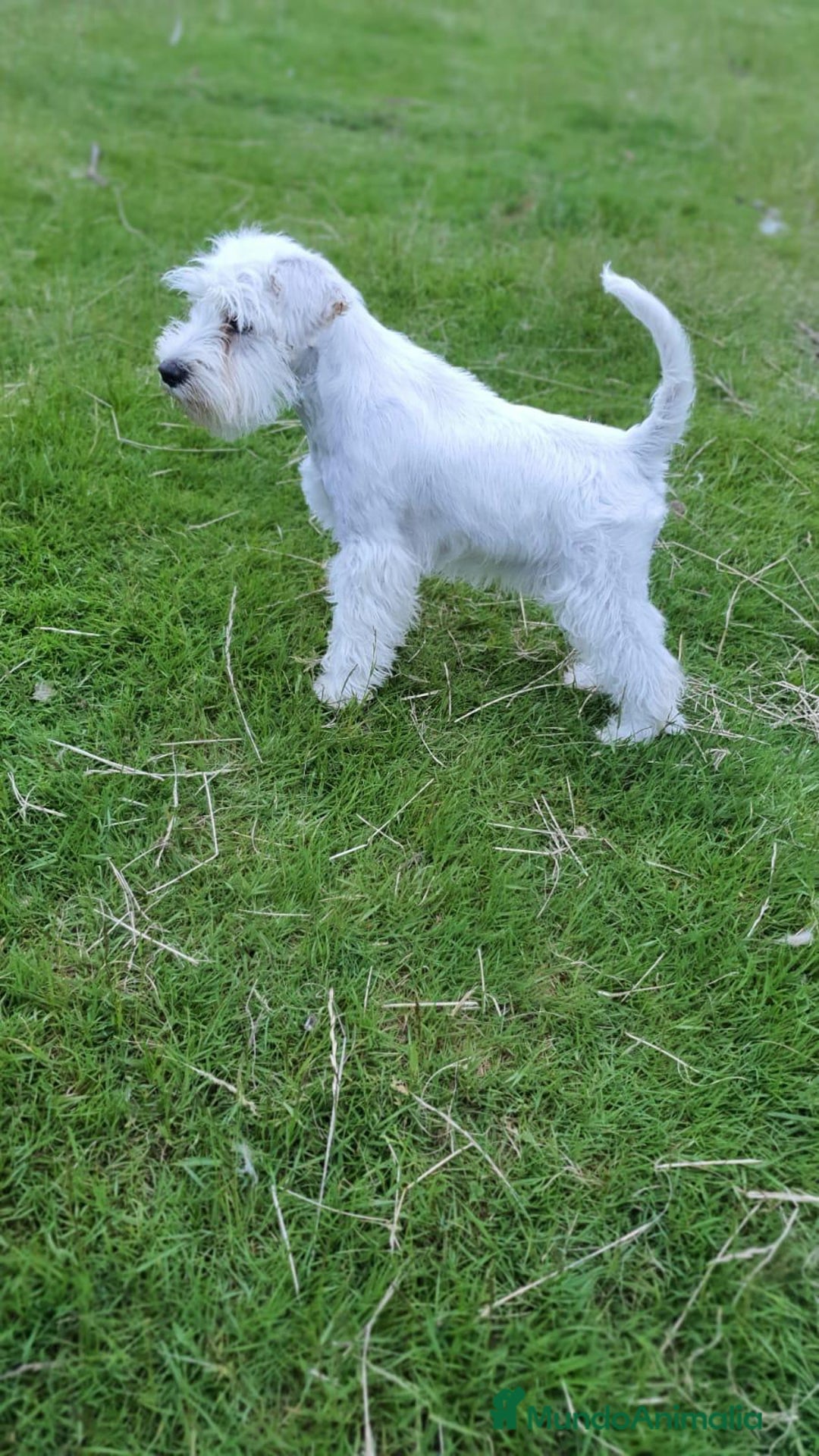 Schnauzer Miniatura perros en venta: Schnauzer Miniatura macho 5 meses - Imagen 6