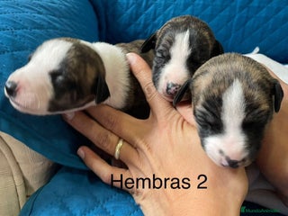 Whippet perros - Anuncio 2