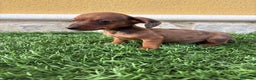 Teckel Miniatura perros en venta: Teckel Kaninchen macho Merle chocolate diluido  - Anuncio 8