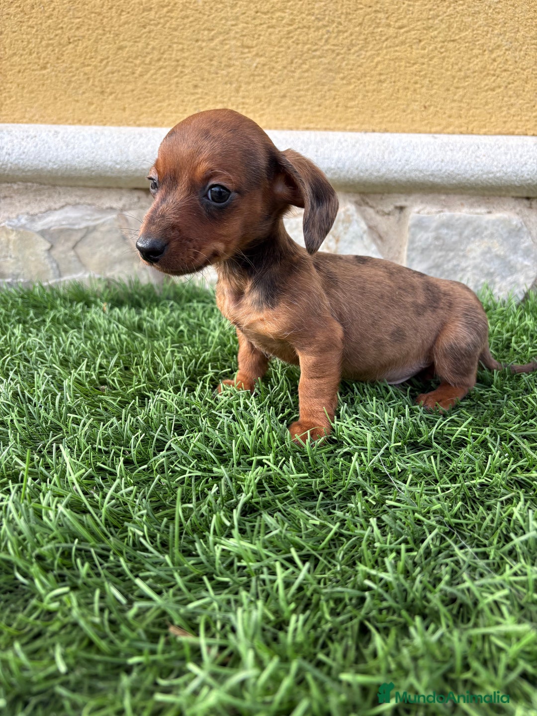 Teckel Miniatura perros en venta: Teckel Kaninchen macho Merle chocolate diluido  - Anuncio 8